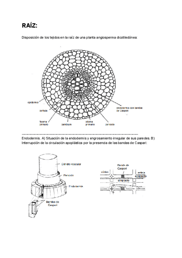 Miniatura del documento Estructuras-Raiz-tallo-y-hojas-Biologia.pdf