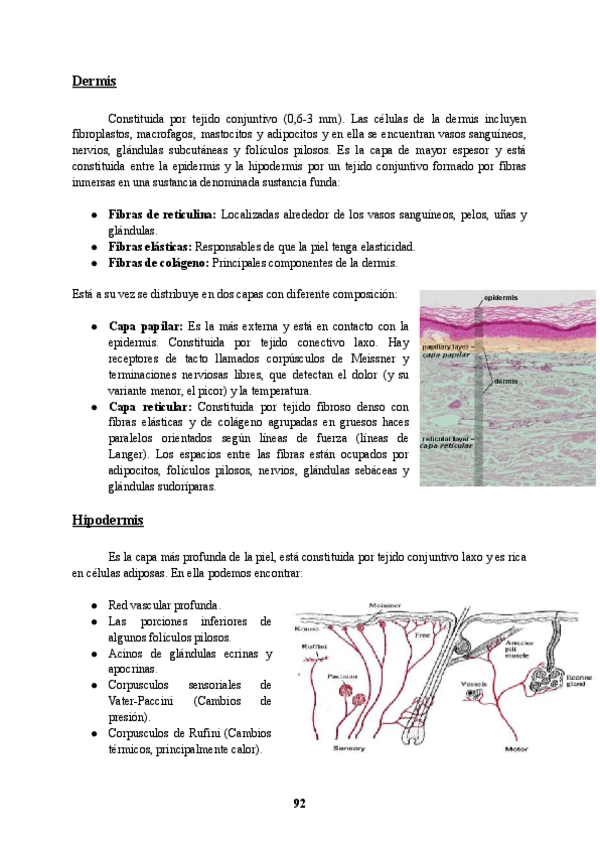 Miniatura del documento ANATOMIA-DEFINITIVO-2.pdf