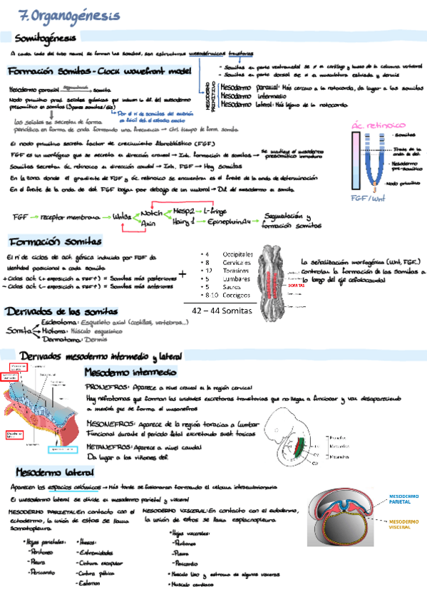 Miniatura del documento RESUMEN-7-Organogenesis.pdf