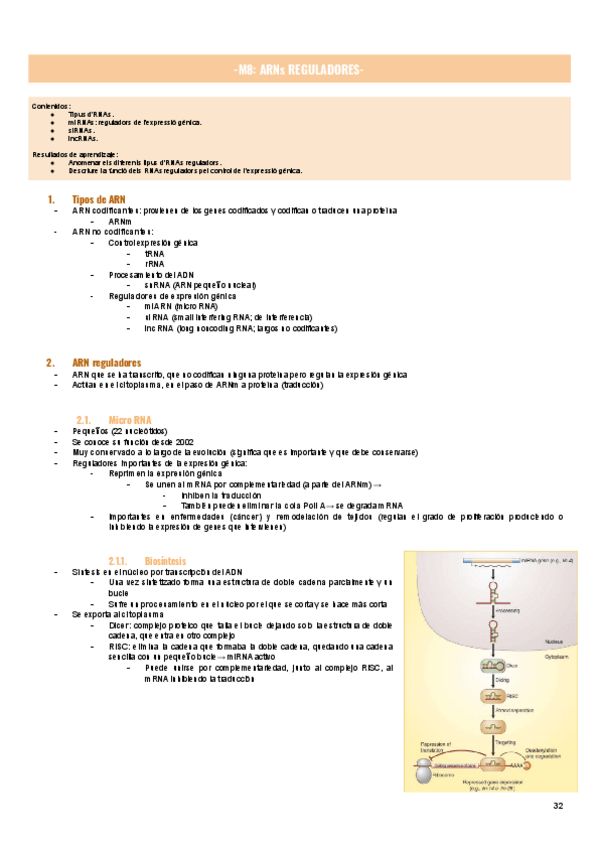 Miniatura del documento M8-ARNs-REGULADORES-.pdf