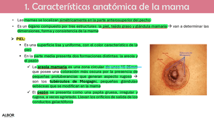 Miniatura del documento Analisis-citologico-mama.pdf