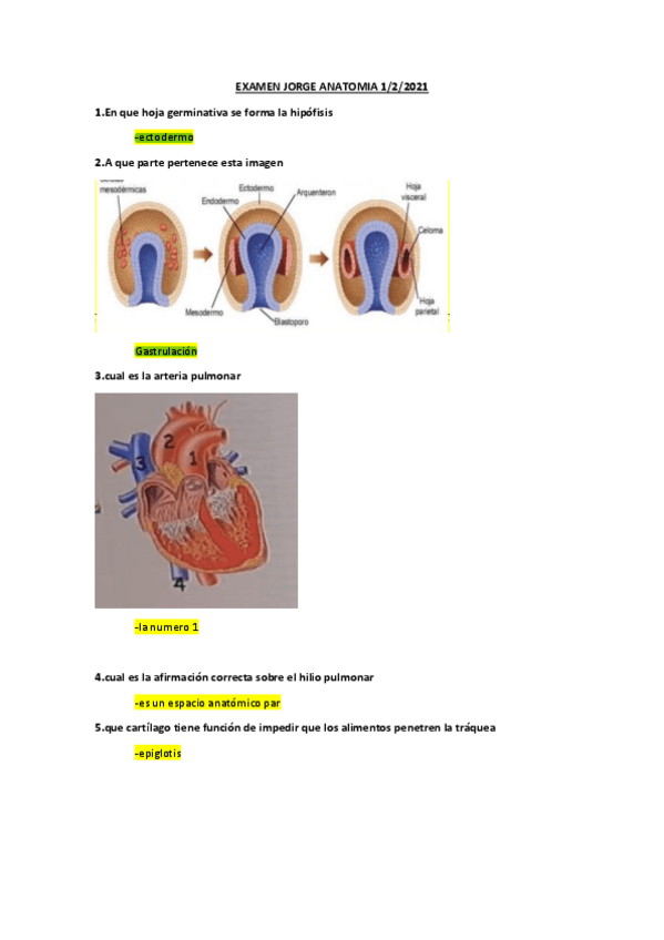 Miniatura del documento examen-anatomia..pdf