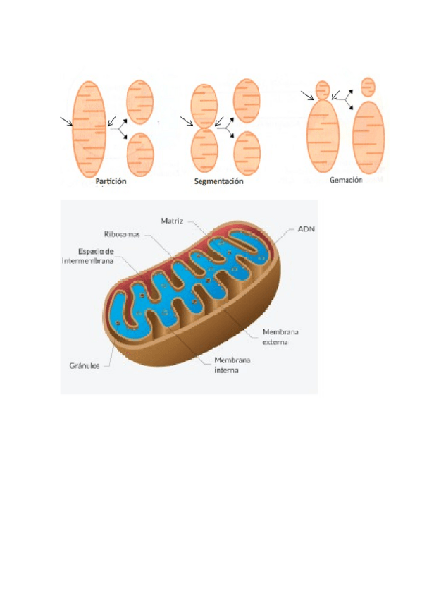 Miniatura del documento Examen-guardiola-Esquemas.docx