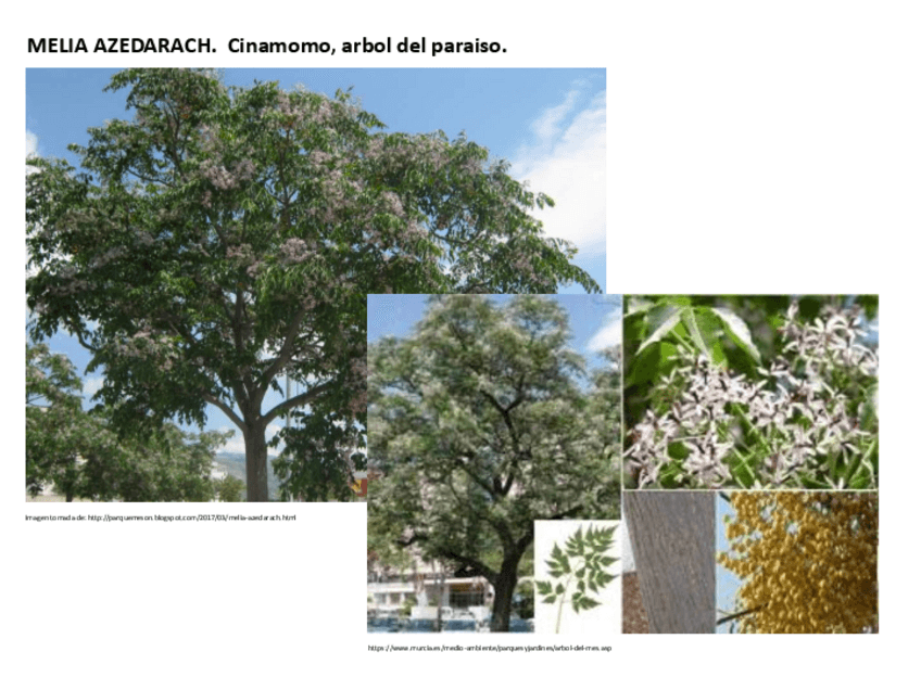 Miniatura del documento arboles-de-Sevilla.pdf