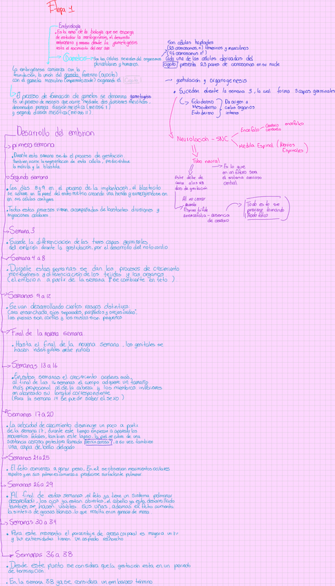 Miniatura del documento DrawNoteGeneralidades-del-desarrollo-de-un-embrion2506131735128.pdf