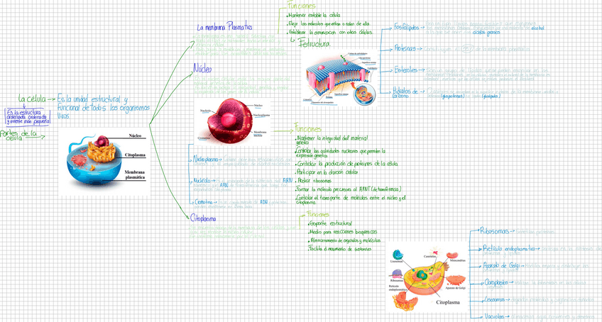 Miniatura del documento DrawNotela-celula2506131747501.pdf
