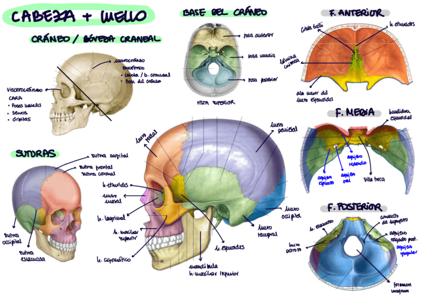 Miniatura del documento Craneo.pdf