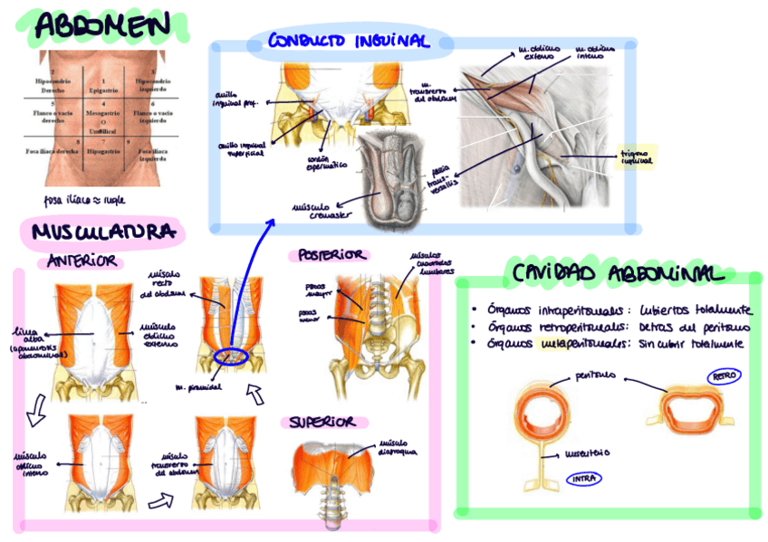 Miniatura del documento Abdomen.pdf