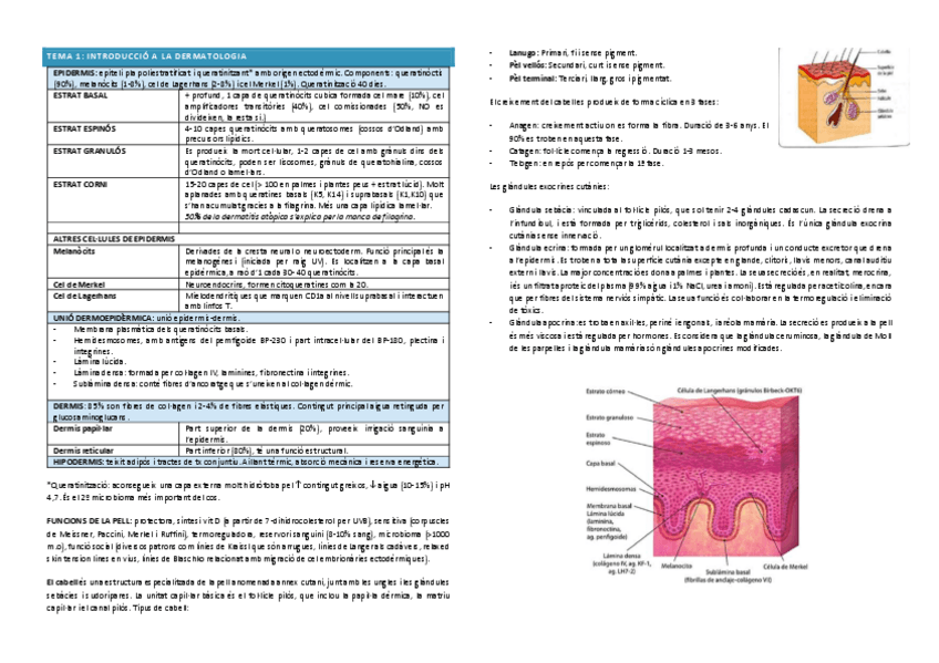 Miniatura del documento derma-TOT-1-50.pdf