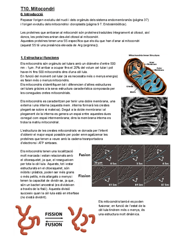 Miniatura del documento T10.-Mitocondri.pdf