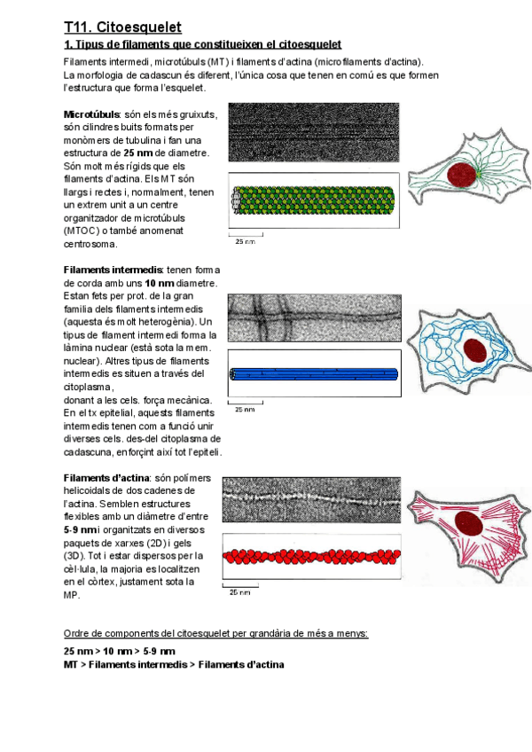 Miniatura del documento T11.1-Microtubuls.pdf