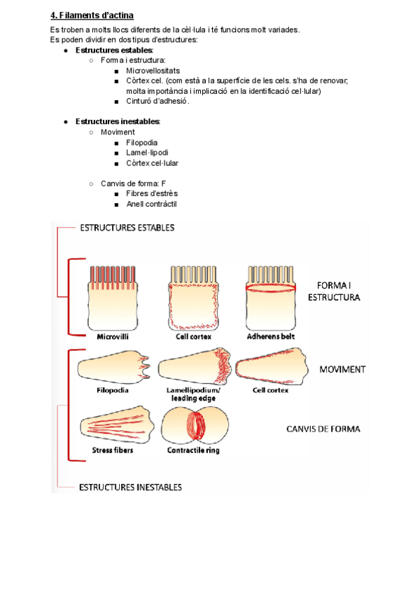 Miniatura del documento T11.2-Filaments-dactina.pdf