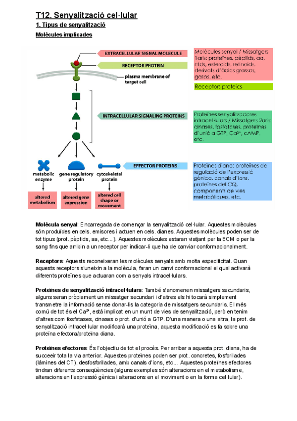 Miniatura del documento T12.-Senyalitzacio-cellular.pdf