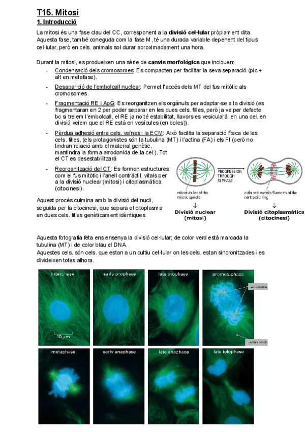 Miniatura del documento T15.-Mitosi.pdf
