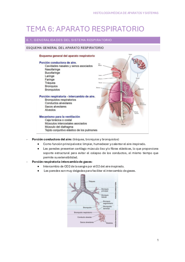 Miniatura del documento TEMA-6-Histologia.pdf