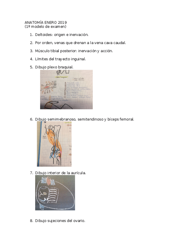 Miniatura del documento ANATOMÍA ENERO 2019.docx