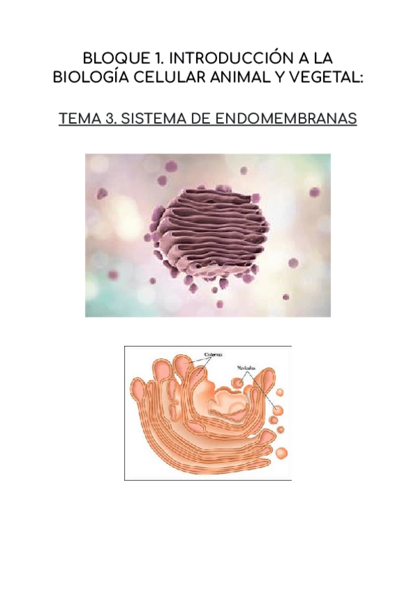 Miniatura del documento SISTEMA-DE-ENDOMEMBRANAS.pdf