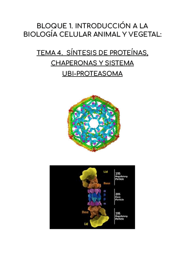 Miniatura del documento SINTESIS-DE-PROTEINAS-CHAPERONAS-Y-SISTEMA-UBI-PROTEASOMA.pdf