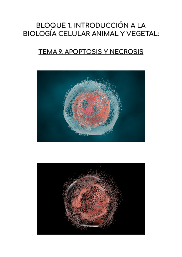 Miniatura del documento APOPTOSIS-Y-NECROSIS.pdf