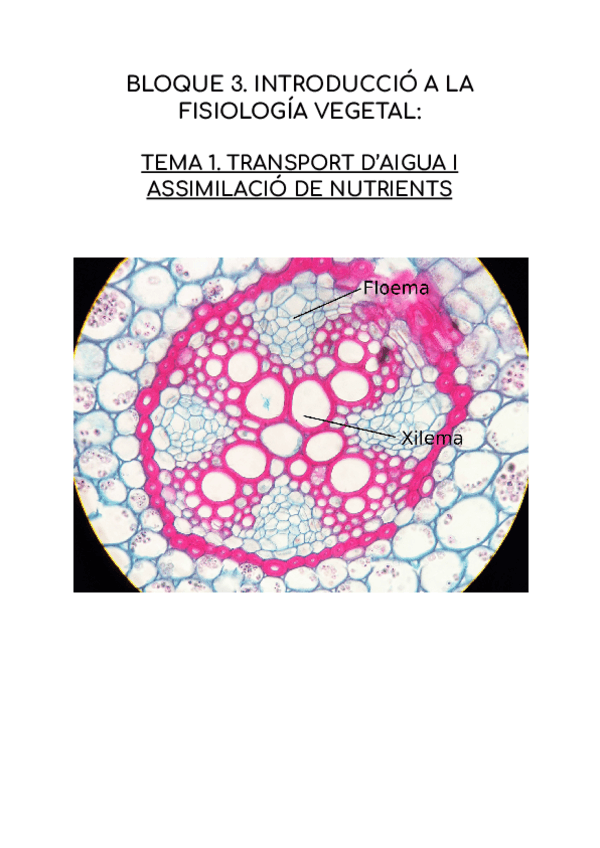 Miniatura del documento FISIOLOGIA-VEGETAL.-TRANSPORT-DAIGUA-I-ASSIMILACIO-DE-NUTRIENTS.pdf