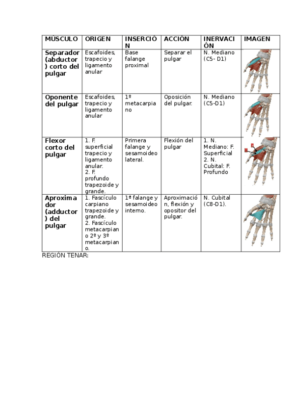 Miniatura del documento MUSCULOS-MANO.docx