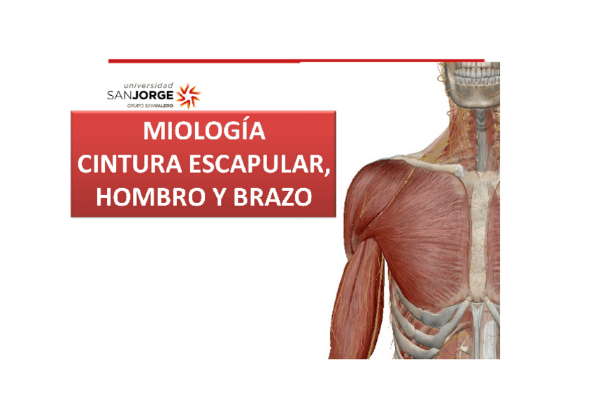 Miniatura del documento Tablas-miologia-cintura-escapular-hombro-y-brazo.docx