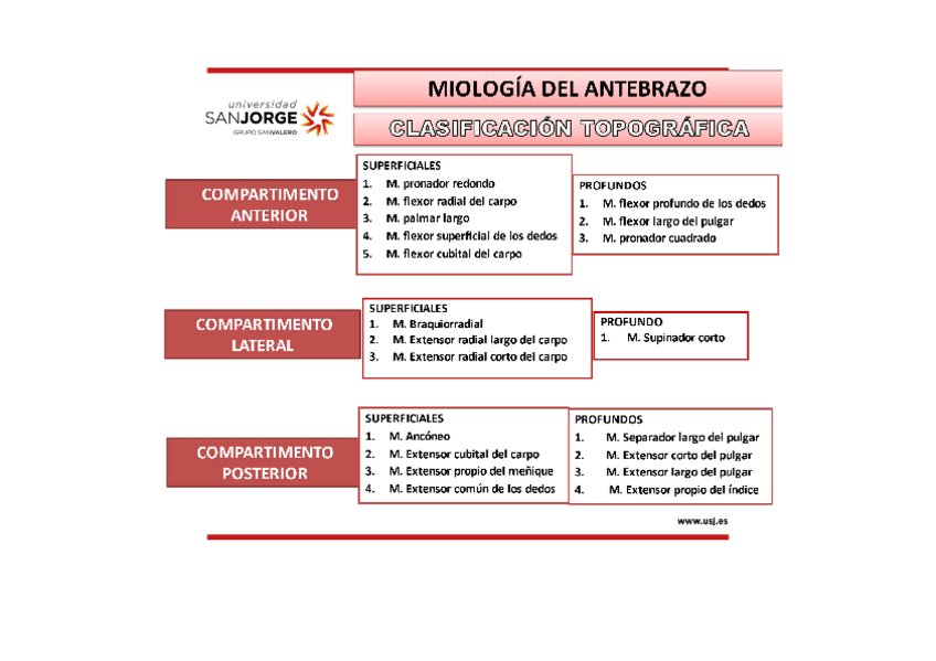 Miniatura del documento Tablas-musculatura-antebrazo.docx