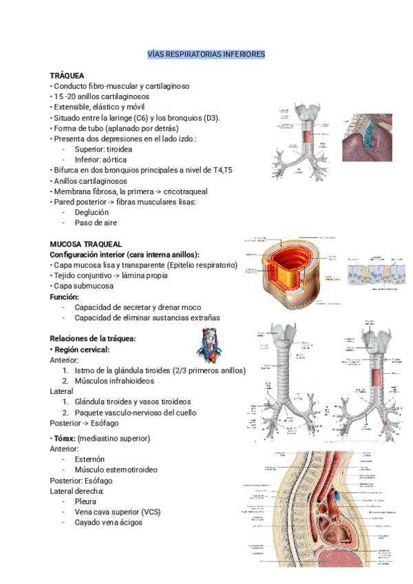 Miniatura del documento VIAS-RESPIRATORIAS-INFERIORES.pdf