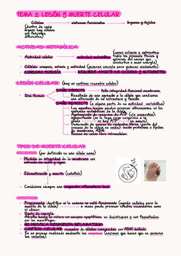 Miniatura del documento apuntes-tema-2.pdf