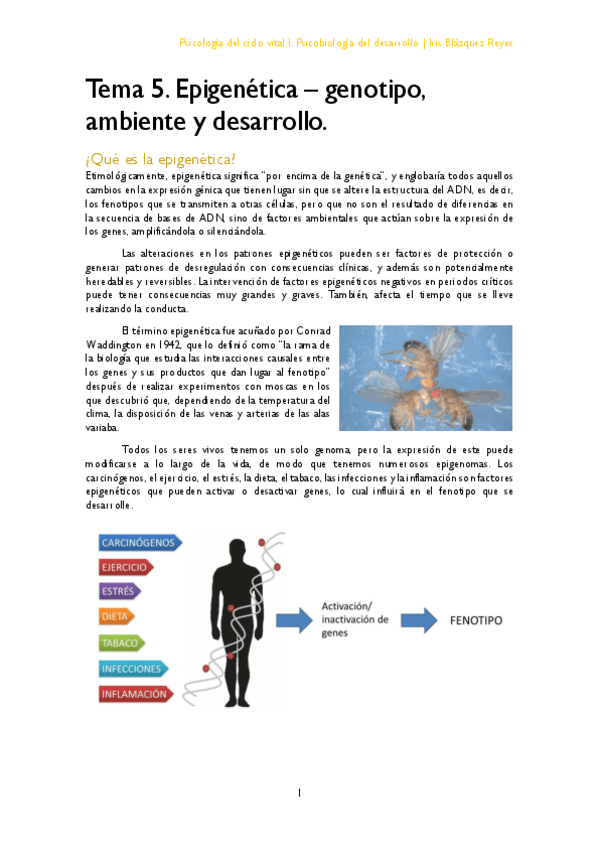 Miniatura del documento TEMA 5. EPIGENÉTICA - GENOTIPO- AMBIENTE Y DESARROLLO.pdf