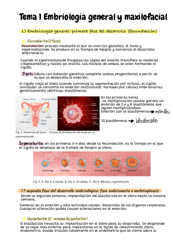 Miniatura del documento Embriologia-General-Y-Maxilofacial.pdf