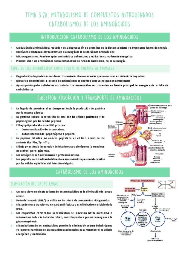 Miniatura del documento TEMA-3.7-METABOLISMO.pdf