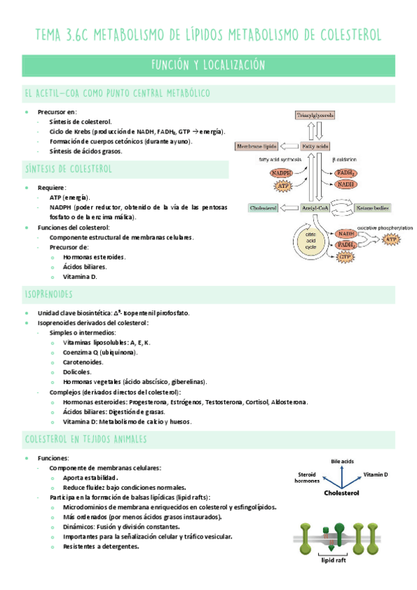 Miniatura del documento TEMA-3.6C-METABOLISMO.pdf