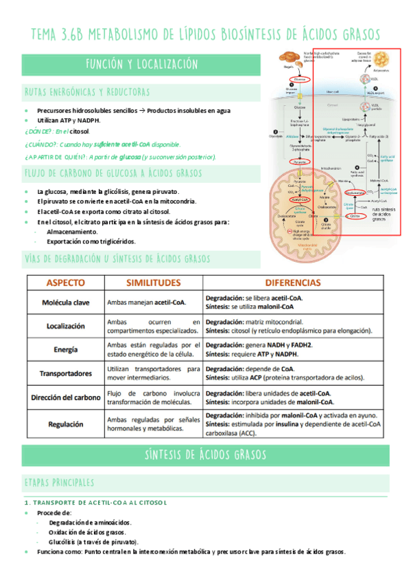 Miniatura del documento TEMA-3.6B-METABOLISMO.pdf