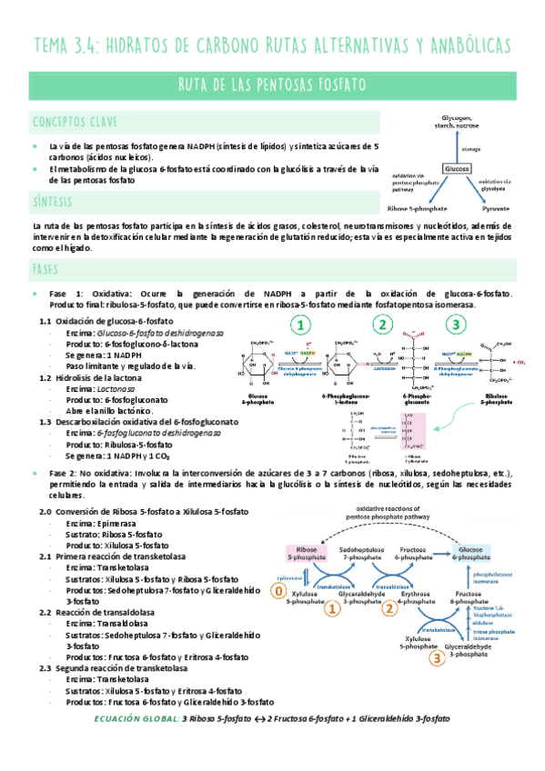 Miniatura del documento TEMA-3.4-METABOLISMO.pdf