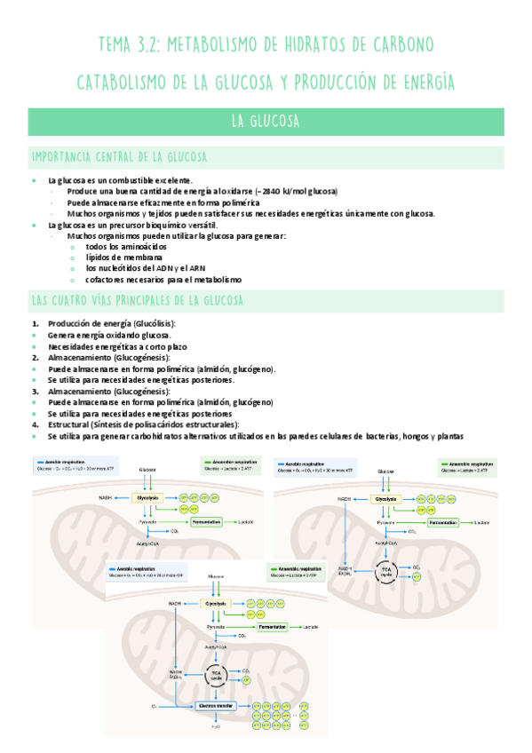 Miniatura del documento TEMA-3.2-METABOLISMO.pdf