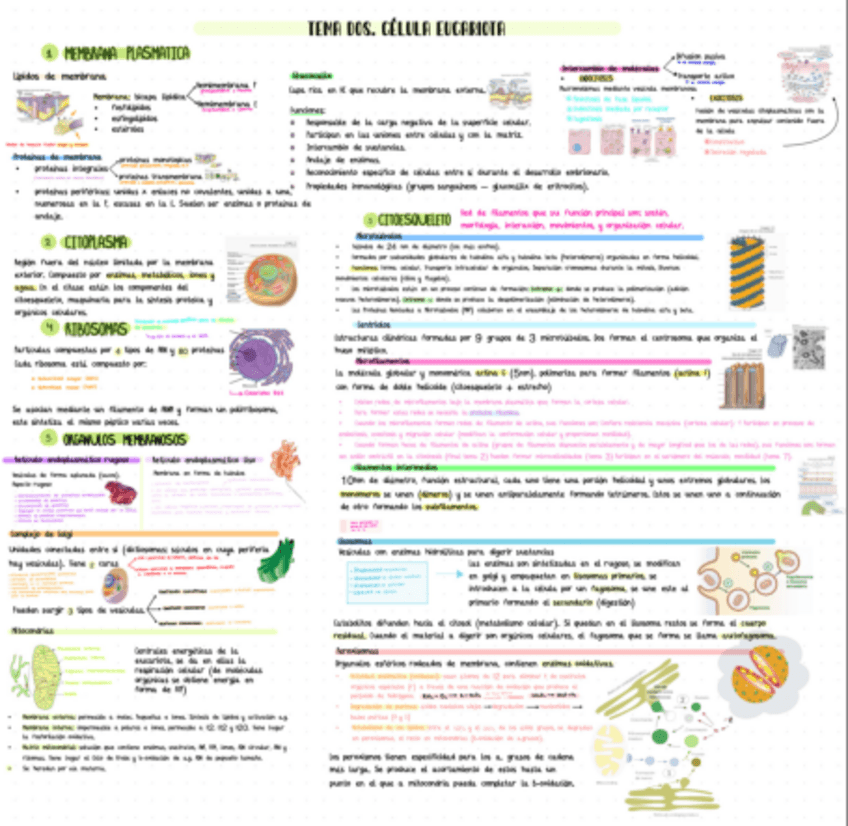 Miniatura del documento Esquemas-biologia-1p.pdf