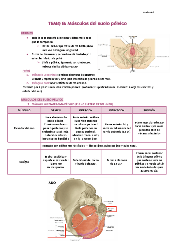 Miniatura del documento Tema-8-Musculos-del-suelo-pelvico.pdf