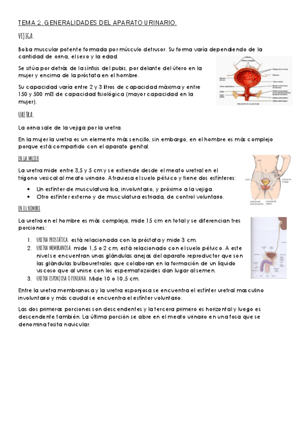 Miniatura del documento TEMA-2-GINECOLOGIA.pdf