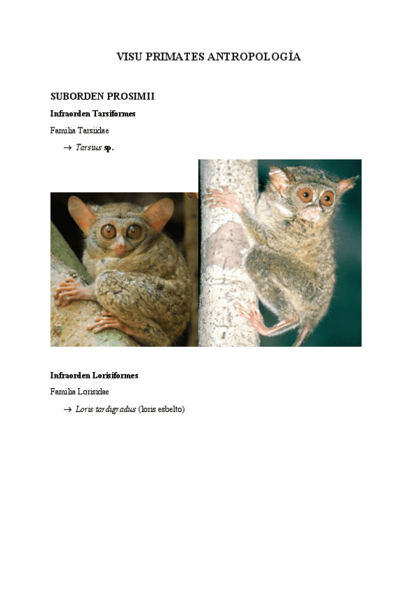 Miniatura del documento visu-primates.pdf