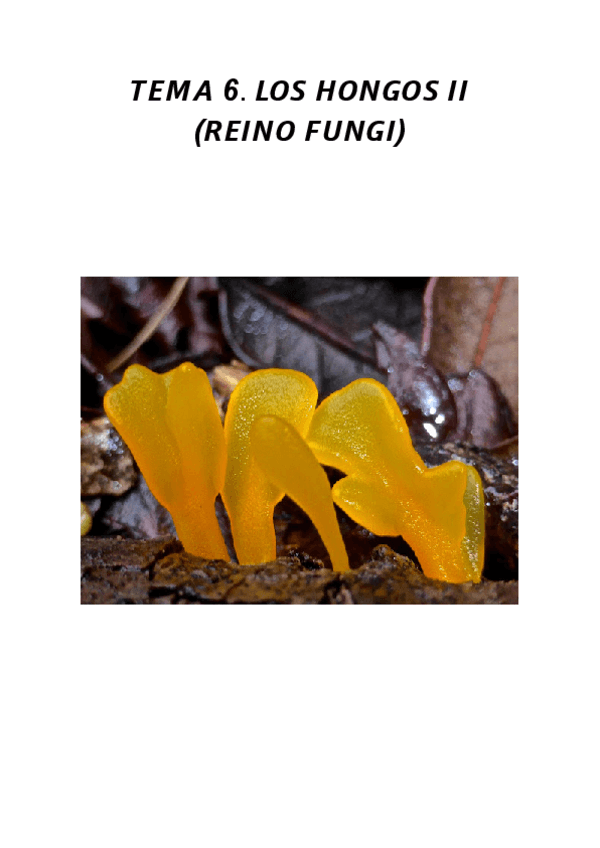 Miniatura del documento LOS-HONGOS-II.pdf