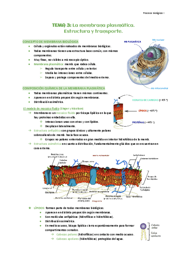 Miniatura del documento Tema-3-La-membrana-plasmatica.-Estructura-y-transporte.pdf