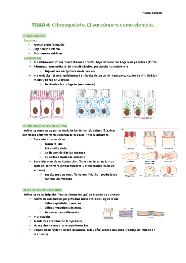 Miniatura del documento Tema-4-Citoesqueleto.-El-sarcomero-como-ejemplo.pdf