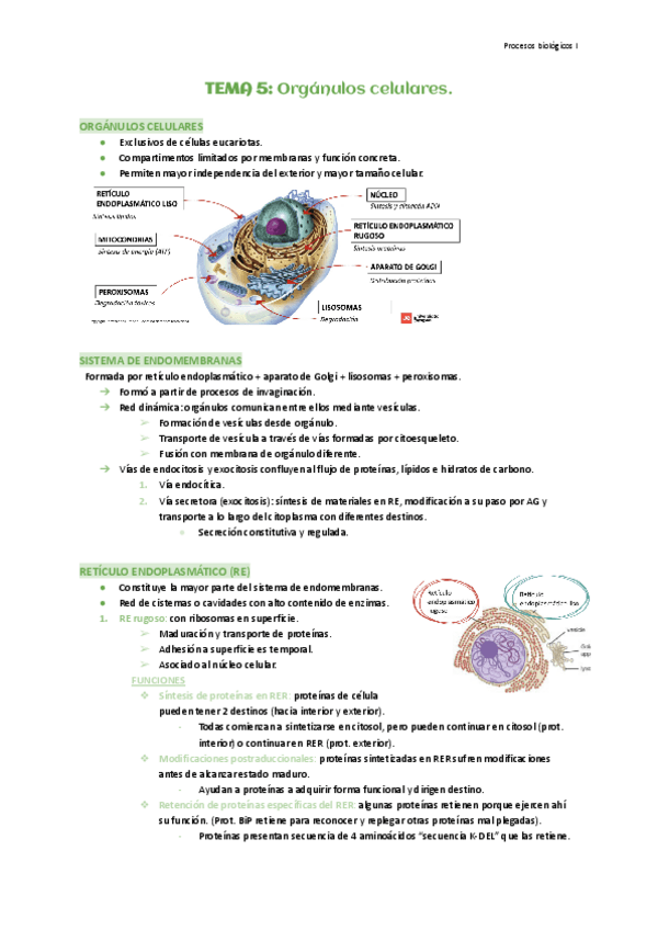 Miniatura del documento Tema-5-Organulos-celulares.pdf