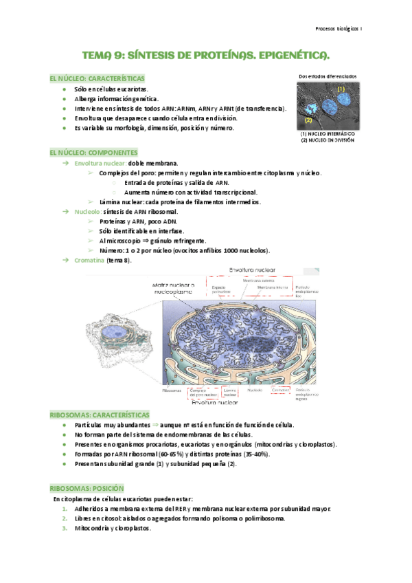 Miniatura del documento Tema-9-Sintesis-de-proteinas-Epigenetica.pdf