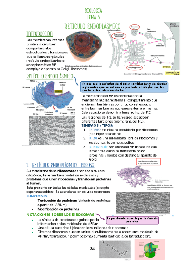 Miniatura del documento Tema 5 RETÍCULO ENDOPLÁSMICO.pdf