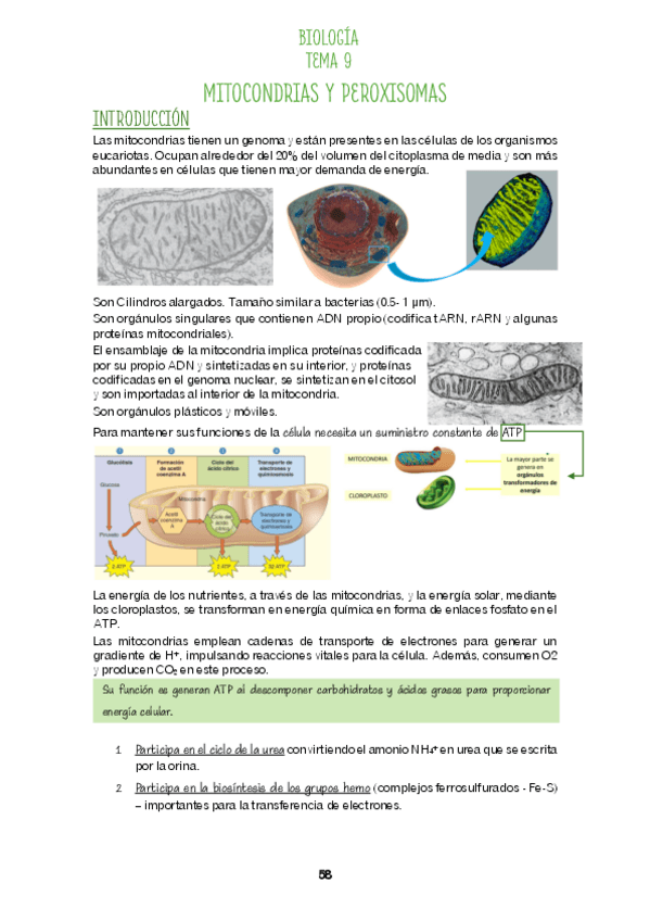 Miniatura del documento Tema 9 MITOCONDRIAS Y PEROXISOMAS.pdf