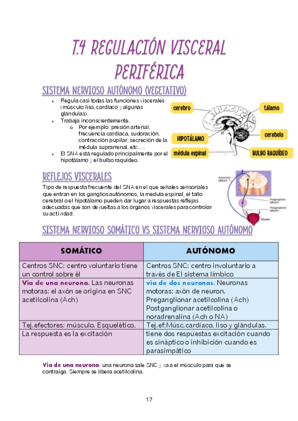 Miniatura del documento TEMA-4-REGULACION-VISCERAL-PERIFERICA.pdf