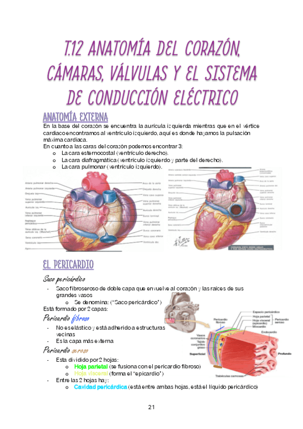 Miniatura del documento TEMA-12-ANATOMIA-DEL-CORAZON-CAMARAS-VALVULAS-Y-EL-SISTEMA-DE-CONDUCCION-ELECTRICO.pdf