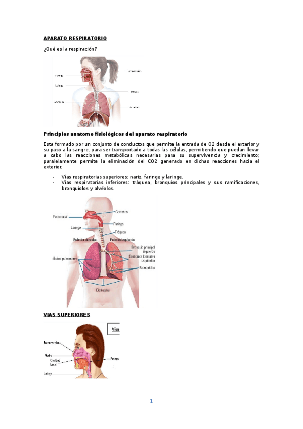 Miniatura del documento RESUMEN-EXAMEN-APARATO-RESPIRATORIO-Y-SANGRE.docx